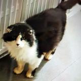 Picture of cat lost at Champigny