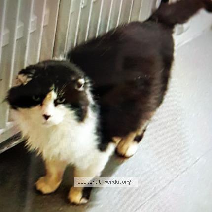 Photo 1/1 Eliott Chat lost in Champigny