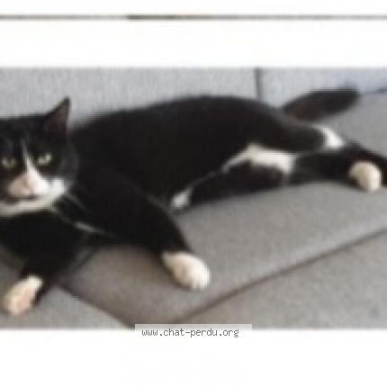 Photo 1/1 Mimie Chat lost in La ferte milon