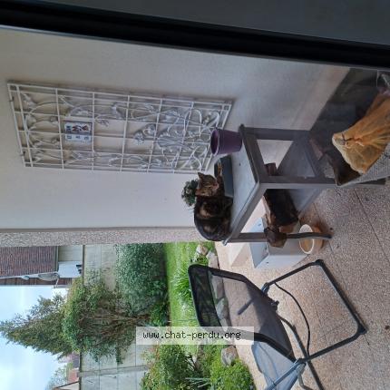 Photo 1/1 Found cat Found in Caen