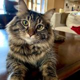 Picture of cat lost at Parkland County