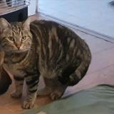 Picture of cat lost at Colombe