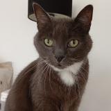 Picture of cat lost at Plouhinec