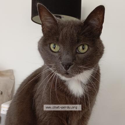 Photo 1/1 mickey Chat lost in Plouhinec