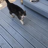 Picture of cat lost at Le Barcares