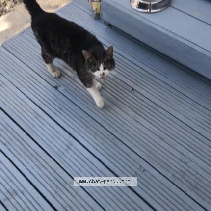 Photo 1/1 Menchou Chat lost in Le barcares