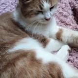 Picture of cat lost at Villepreux