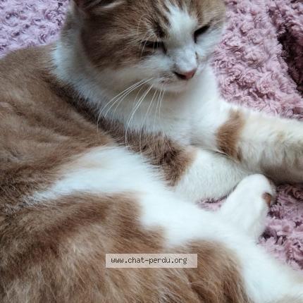 Photo 1/1 GABY Chat lost in Villepreux