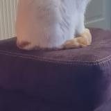 Picture of cat lost at Damparis