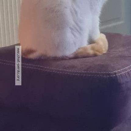 Photo 1/2 Sylvie Laurence Roberte Sarre Chat lost in Damparis