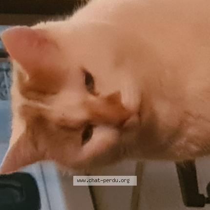 Photo 2/2 Sylvie Laurence Roberte Sarre Chat lost in Damparis