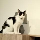 Picture of cat lost at Saint Desirat