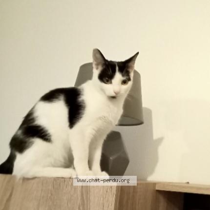 Photo 1/1 Timmie Chat lost in Saint desirat