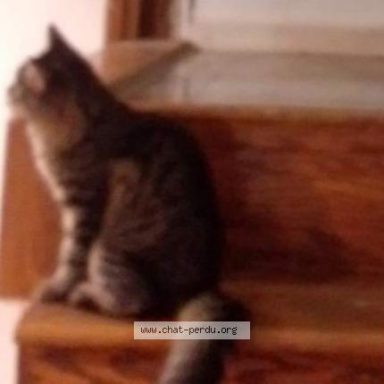 Photo 1/1 Elalia Saidani Chat lost in Laval