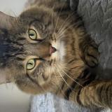 Picture of cat lost at Pirou