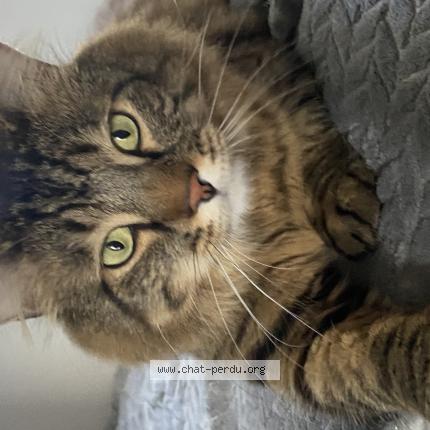 Photo 1/1 Snow Chat lost in Pirou