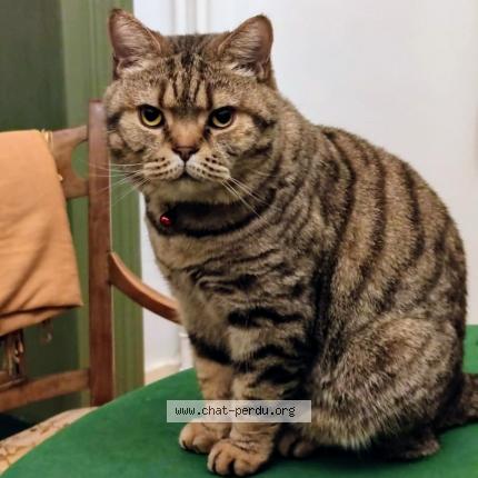 Foto van vermiste kat in St Josse Ten Noode