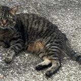 Picture of cat lost at L Isle D Abeau