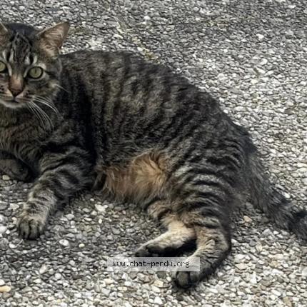 Photo 1/1 Tigrou Chat lost in L isle d abeau