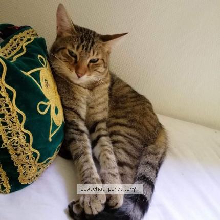 Photo 1/1 Bronzé Chat lost in Le kremlin bicetre