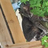 Picture of cat lost at Les Peintures