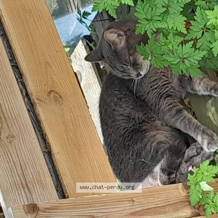 Photo 1/1 Chipie Chat lost in Les peintures