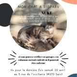 Picture of cat lost at Saint Mathieu De Treviers