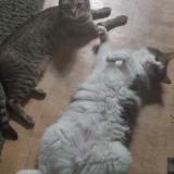 Picture of cat lost at Entraigues Sur La Sorgue