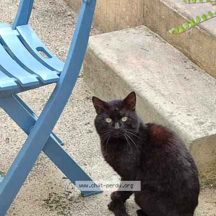 Photo 1/1 Found cat Found in Cholet