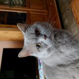 Picture of cat lost at Lomme