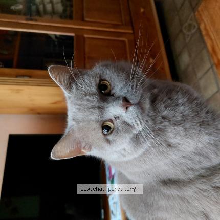 Photo 1/1 Looping Chat lost in Lomme