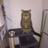 Picture of cat lost at Sin Le Noble