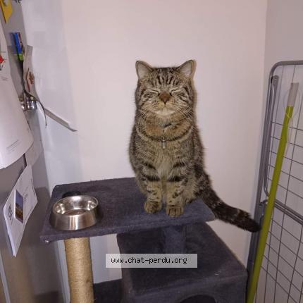 Photo 1/1 Simba Chat lost in Sin le noble