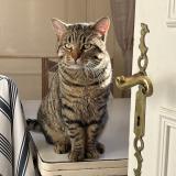 Picture of cat lost at Ranville