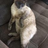 Picture of cat lost at La Bouilladisse