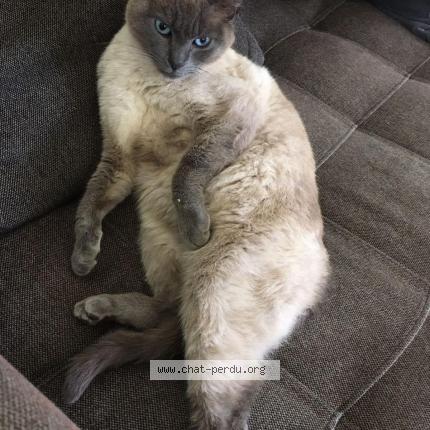 Photo 1/1 Moon Chat lost in La bouilladisse