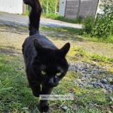 Picture of cat lost at France