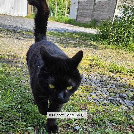 Photo 1/1 Virgule Chat lost in France