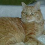 Picture of cat lost at Chatenoy Le Royal