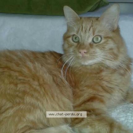 Photo 1/1 Markus Chat lost in Chatenoy le royal