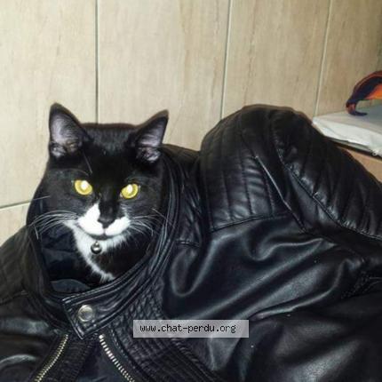 Foto van vermiste kat in Molenbeek