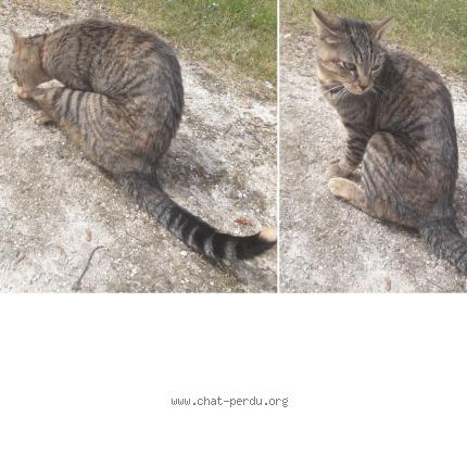 Photo 1/1 Found cat Found in Rambouillet