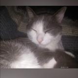 Picture of cat lost at Liege 2