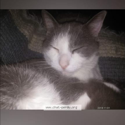 Photo 1/1 Meeko Chat lost in Liege 2