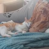 Picture of cat lost at Moulins