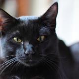 Picture of cat lost at Braives