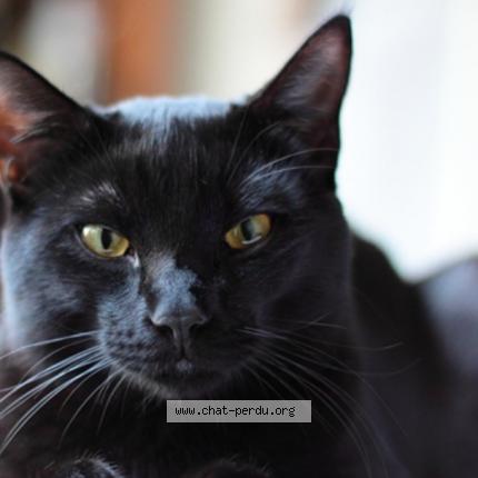 Photo 1/1 Anubis Chat lost in Braives