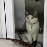 Picture of cat lost at Quebec