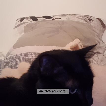 Photo 1/1 plume Chat lost in Saubion