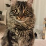 Picture of cat lost at Juvignac